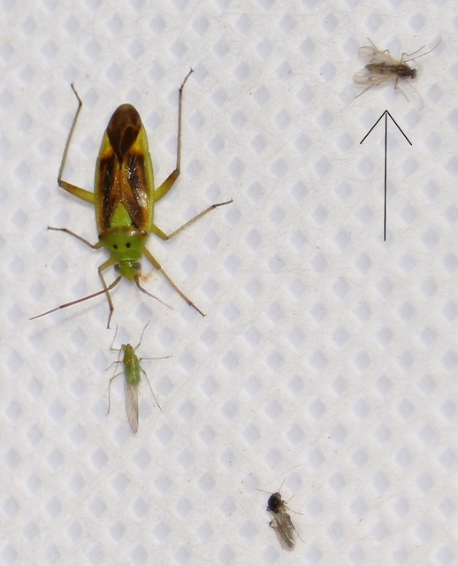 Chironomidae - árvaszúnyogok