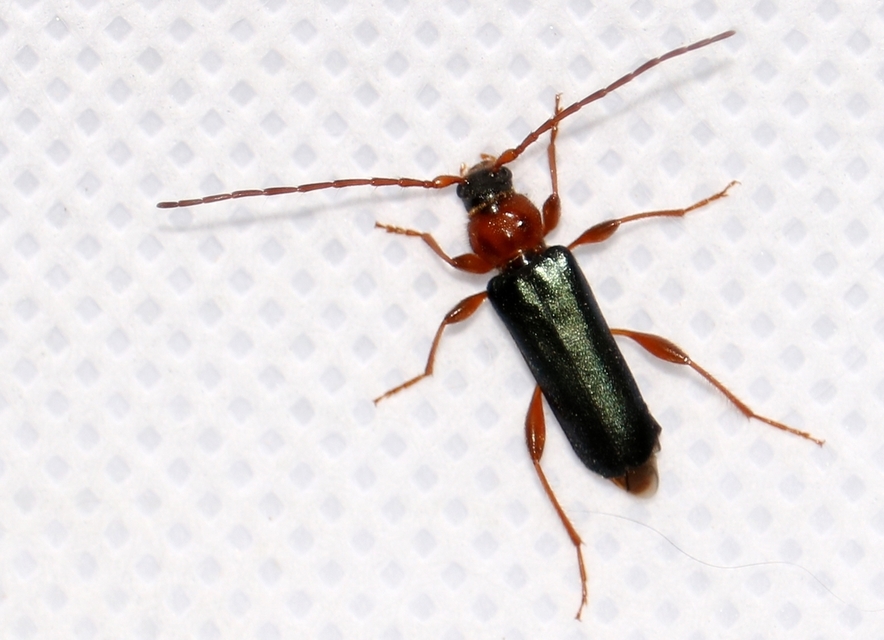 Phymatodes testaceus - változékony korongcincér Phymatodes testaceus - változékony korongcincér