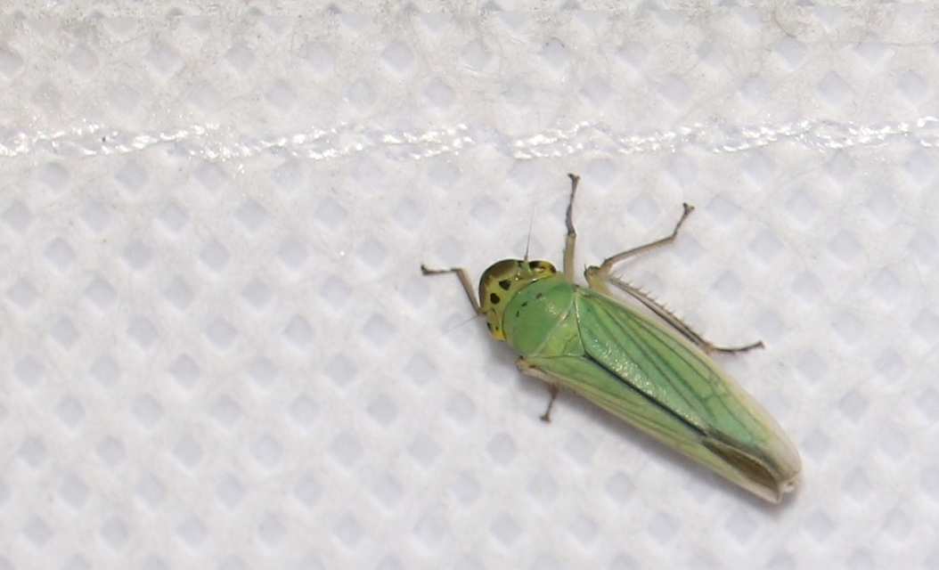 Cicadella viridis - méregzöld kabóca