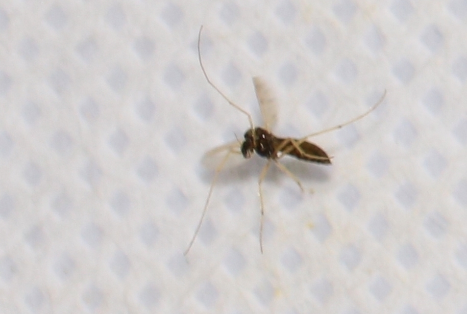 Chironomidae - árvaszúnyogok