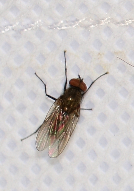 Anthomyiidae - viráglegyek