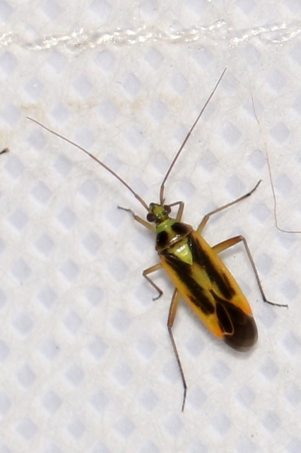 Stenotus binotatus - kétfoltos mezeipoloska