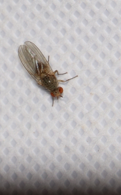 Lauxaniidae - pudvalegyek