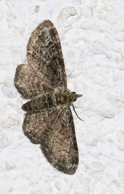 Pasiphila rectangulata - almavirág-araszoló