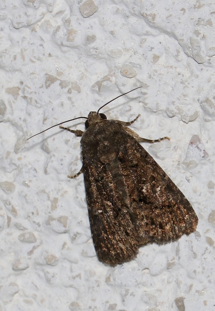 Anophia leucomelas - déli folyófűbagoly