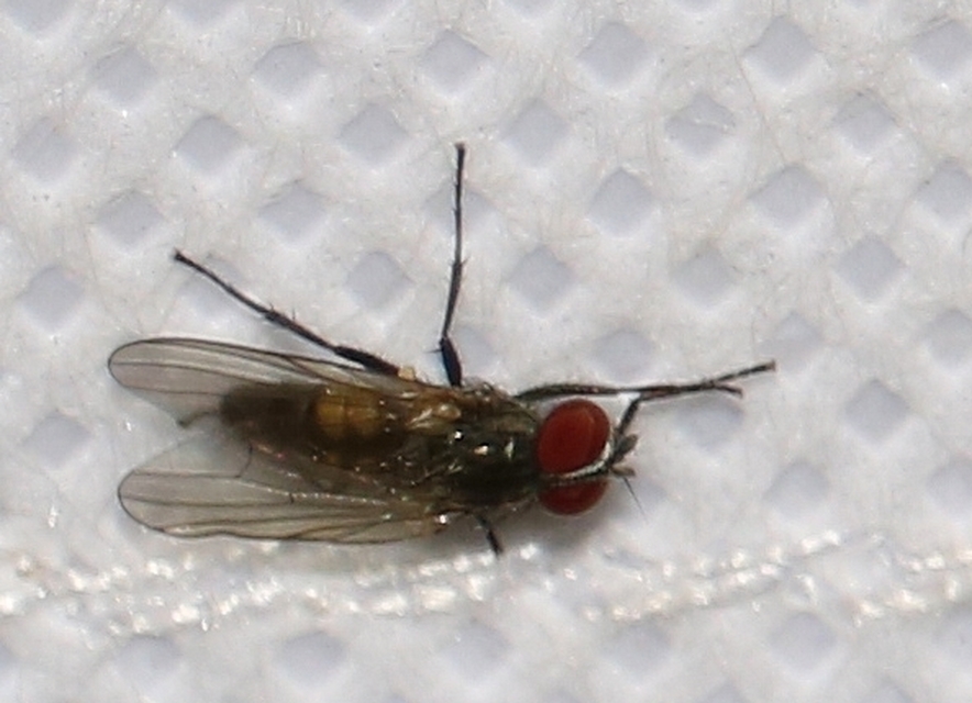 Fannia canicularis - kis házilégy