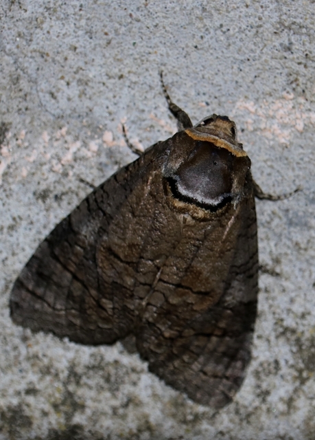 Cossus cossus - fűzfarontólepke
