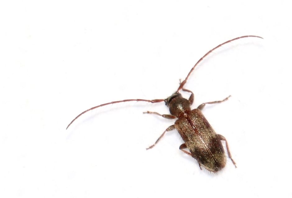 Exocentrus lusitanus - hársfa-rőzsecincér