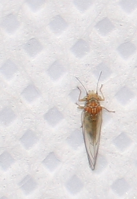 Psyllidae