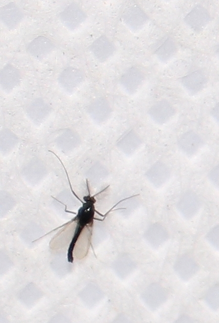 Chironomidae - árvaszúnyogok