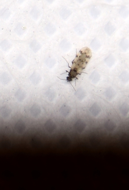 Culicoides