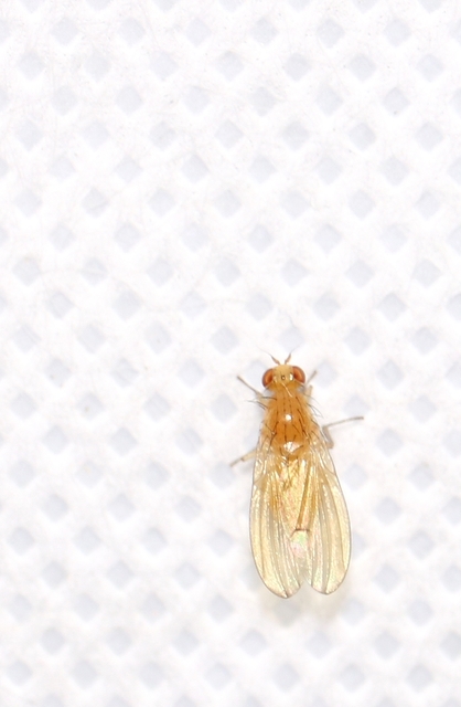 Lauxaniidae - pudvalegyek