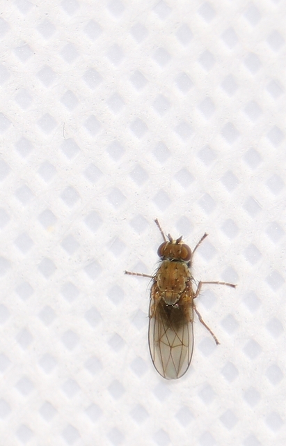 Ephydridae - vízilegyek