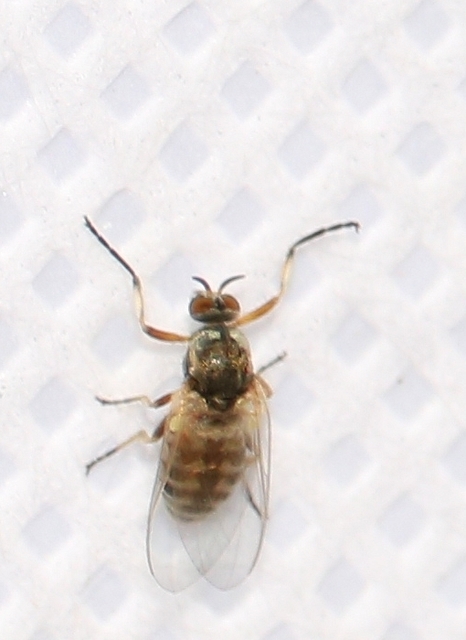Simuliidae - púposszúnyogok