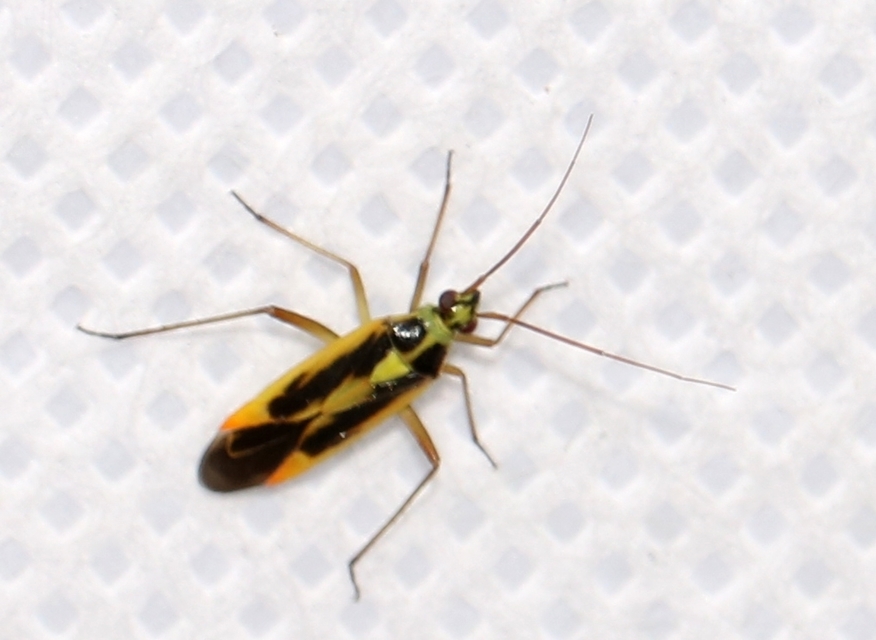 Stenotus binotatus - kétfoltos mezeipoloska