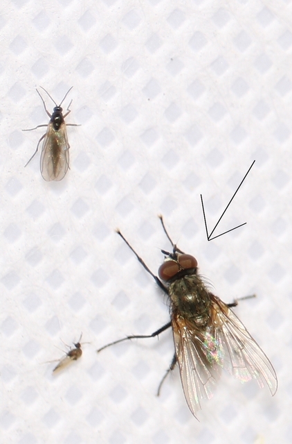 Anthomyiidae - viráglegyek