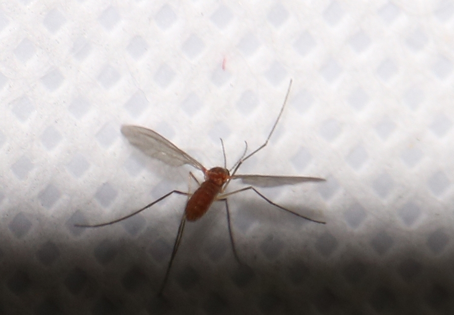 Cecidomyiidae - gubacsszúnyogok