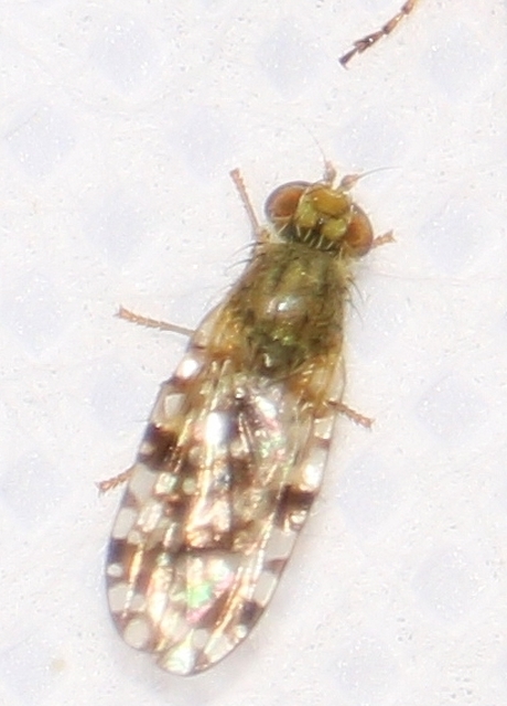 Tephritidae - fúrólégyfélék