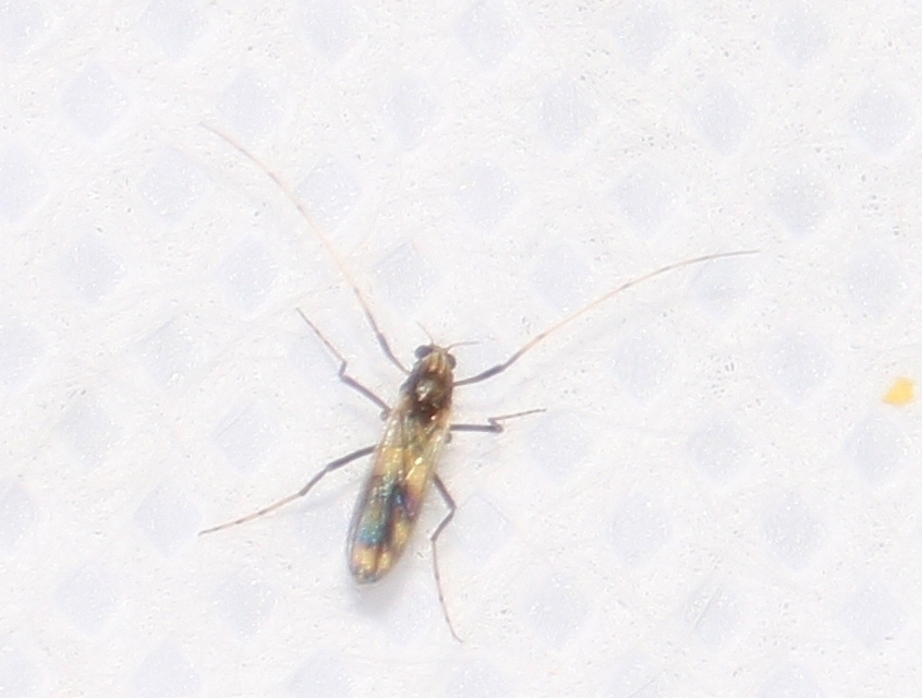 Chironomidae - árvaszúnyogok