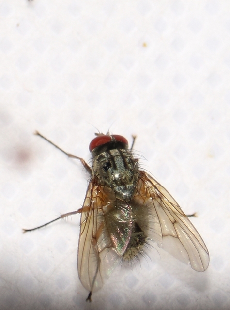 Muscidae - igazi legyek