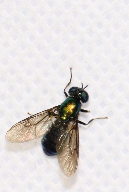 Chloromyia formosa - közönséges fémeslégy