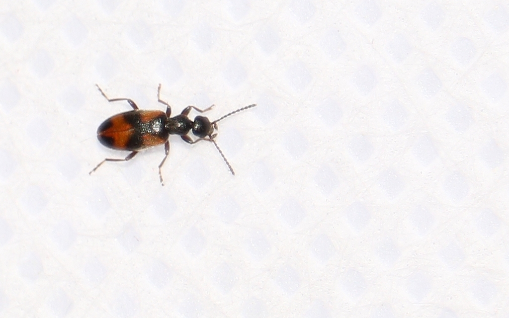 Anthicus antherinus - közönséges fürgebogár