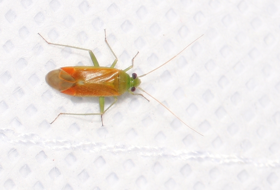 Dichrooscytus