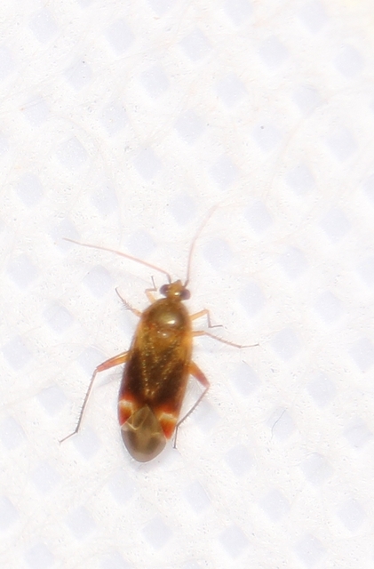 Psallus Psallus