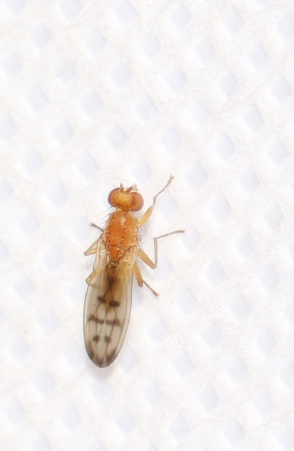 Opomyza florum