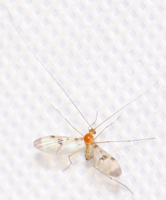 Macrocera