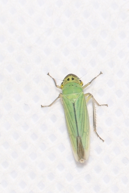 Cicadella viridis - méregzöld kabóca
