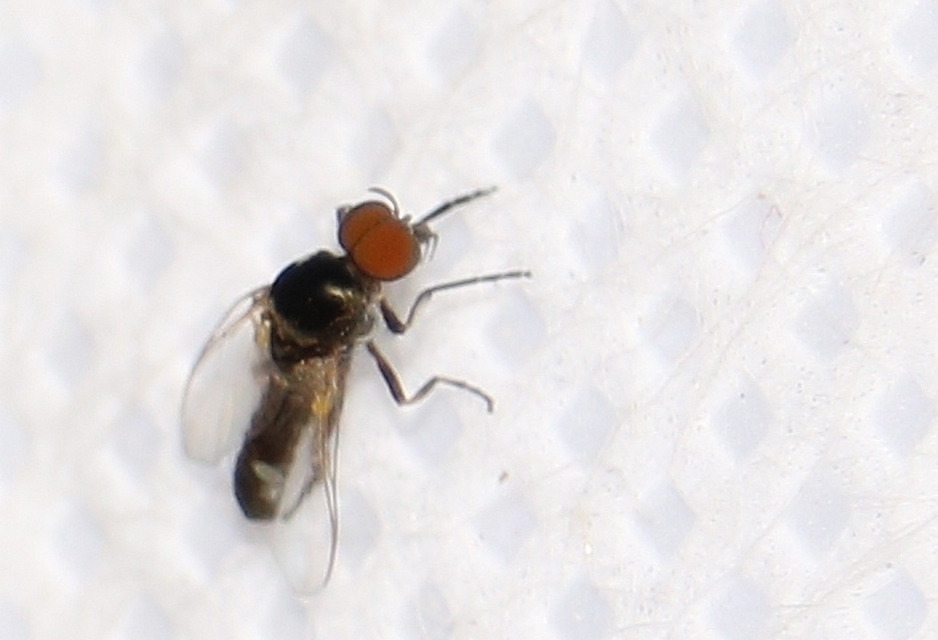 Simuliidae - púposszúnyogok