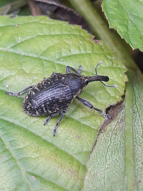 Larinus sturnus - aszat-púderbarkó
