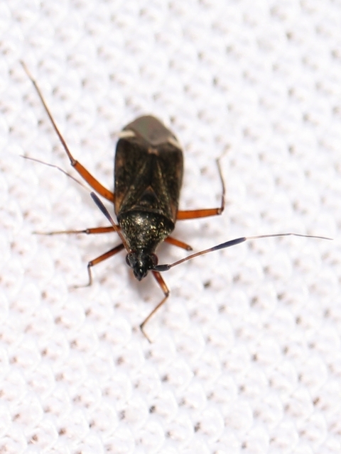 Closterotomus biclavatus - aranyszőrű mezeipoloska