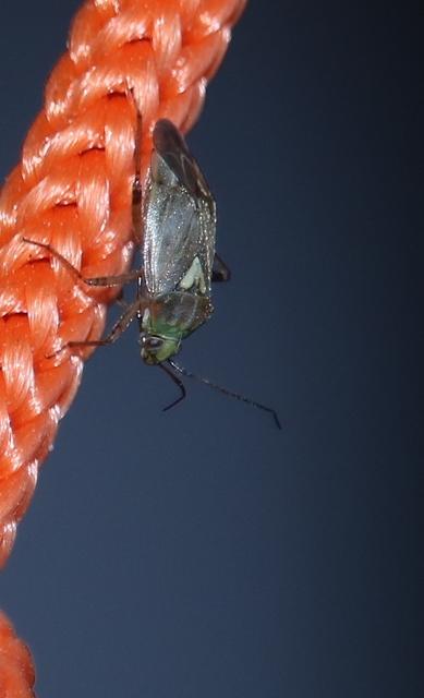 Lygus rugulipennis - molyhos mezeipoloska