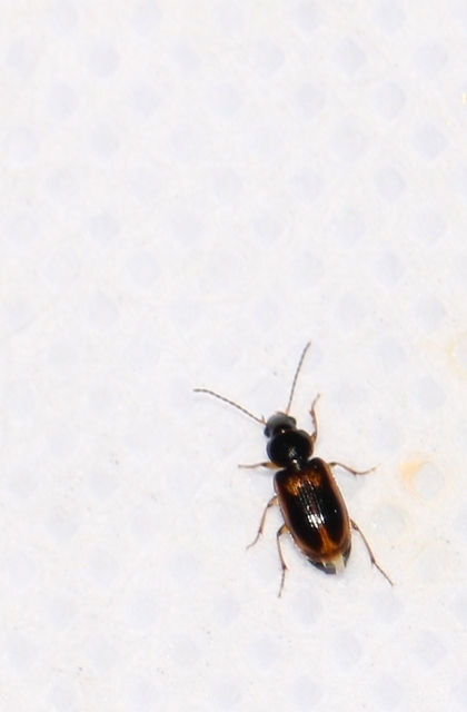 Acupalpus maculatus - vállfoltos törpefutonc