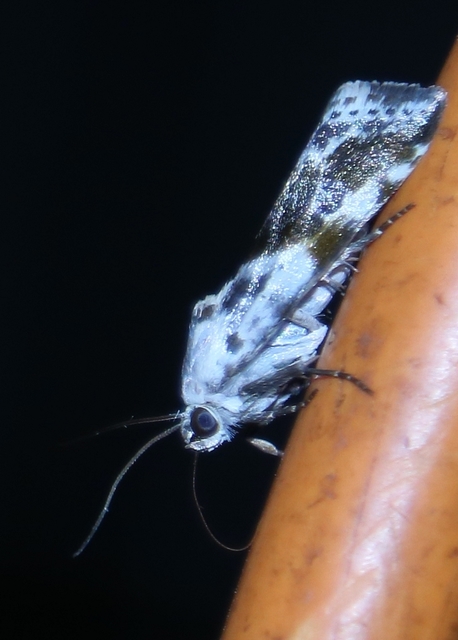 Ponometia candefacta - parlagfűbagoly