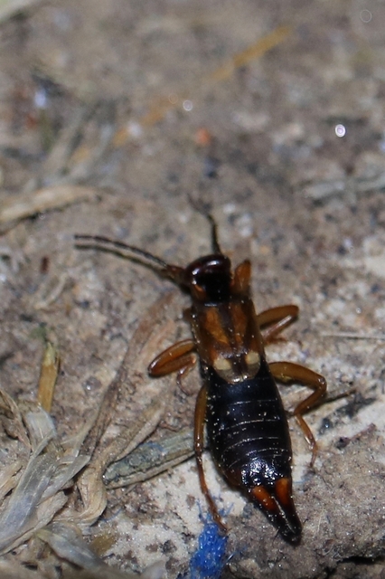Forficula auricularia - közönséges fülbemászó
