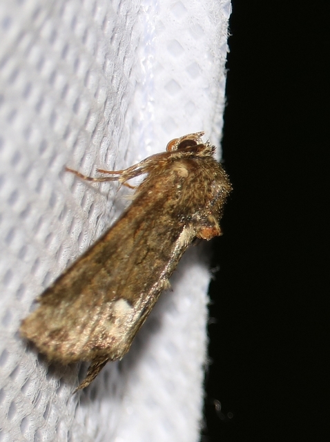 Oligia strigilis - kormos dudvabagoly