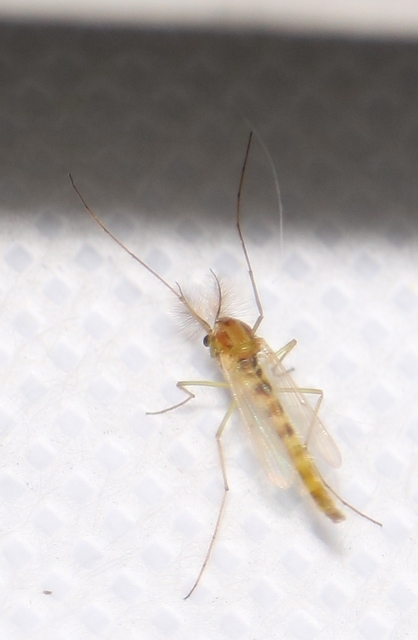 Chironomidae - árvaszúnyogok