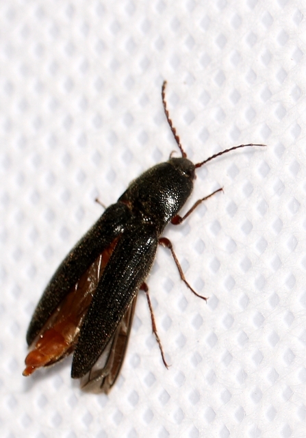 Melanotus