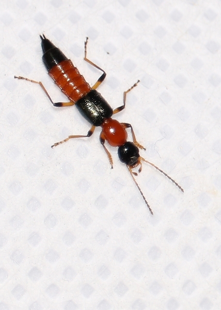 Paederus
