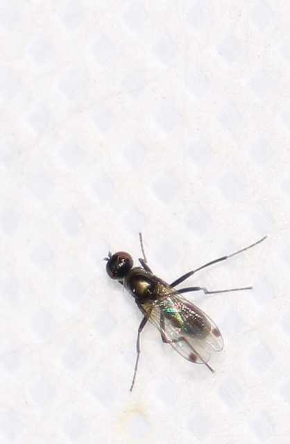 Sepsidae - billegetőlégyfélék