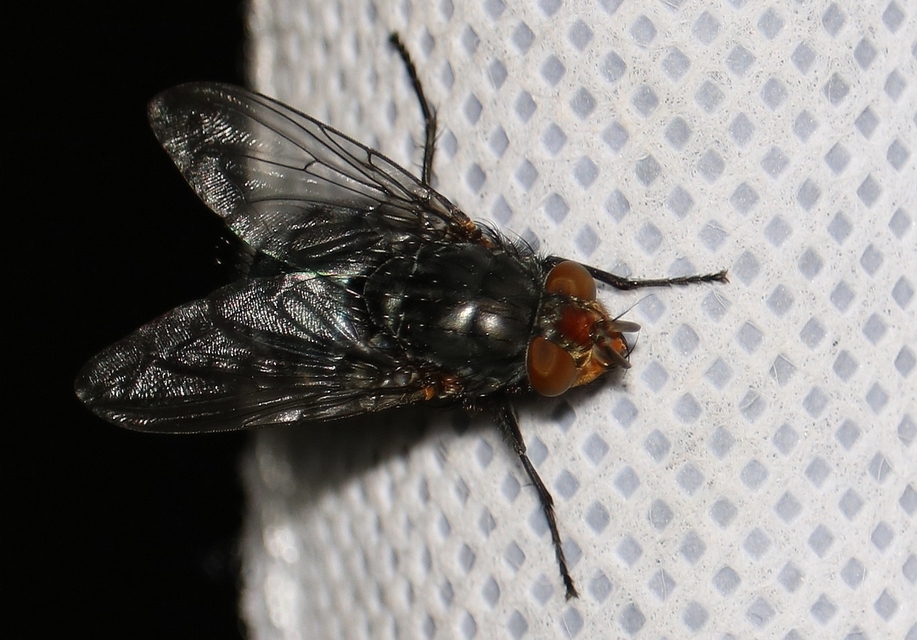 Calliphora vomitoria - feketearcú dongólégy