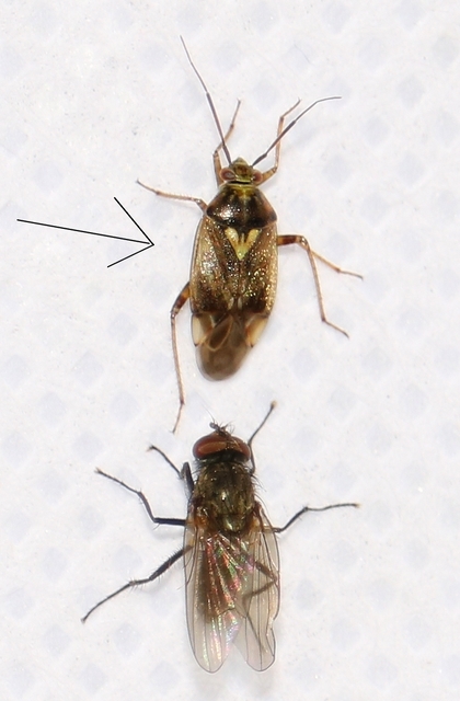 Lygus rugulipennis - molyhos mezeipoloska