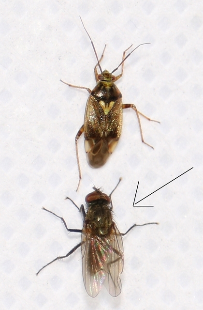 Anthomyiidae - viráglegyek