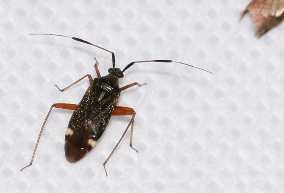 Closterotomus biclavatus - aranyszőrű mezeipoloska