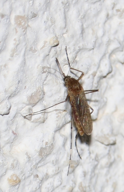 Culicidae - csípőszúnyogok