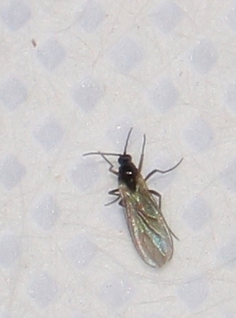 Ceratopogonidae - törpeszúnyogok