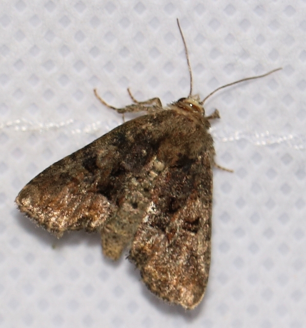 Oligia strigilis/latruncula/versicolor